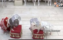 ​ชาวรัสเซียนิยมเลี้ยงหมูแคระต้อนรับปีกุน