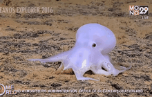 ปลาหมึกยักษ์สายพันธุ์ใหม่ใน สหรัฐฯ