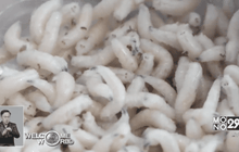 สารคัดหลั่งของหนอนแมลงวันสามารถสังหารแบคทีเรีย