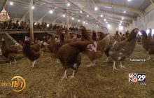 หุ่นยนต์ช่วยดูแลไก่ในฟาร์ม