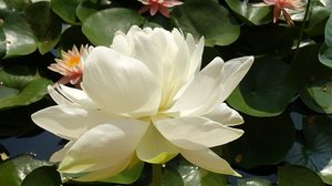 ปฏิทินวันพระ 2563 เดือนมีนาคม