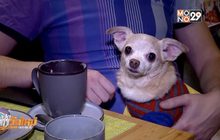 คาเฟ่น้องหมาในรัสเซีย