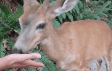 กวางไม่กลัวคนในเมืองแวนคูเวอร์ แคนาดา