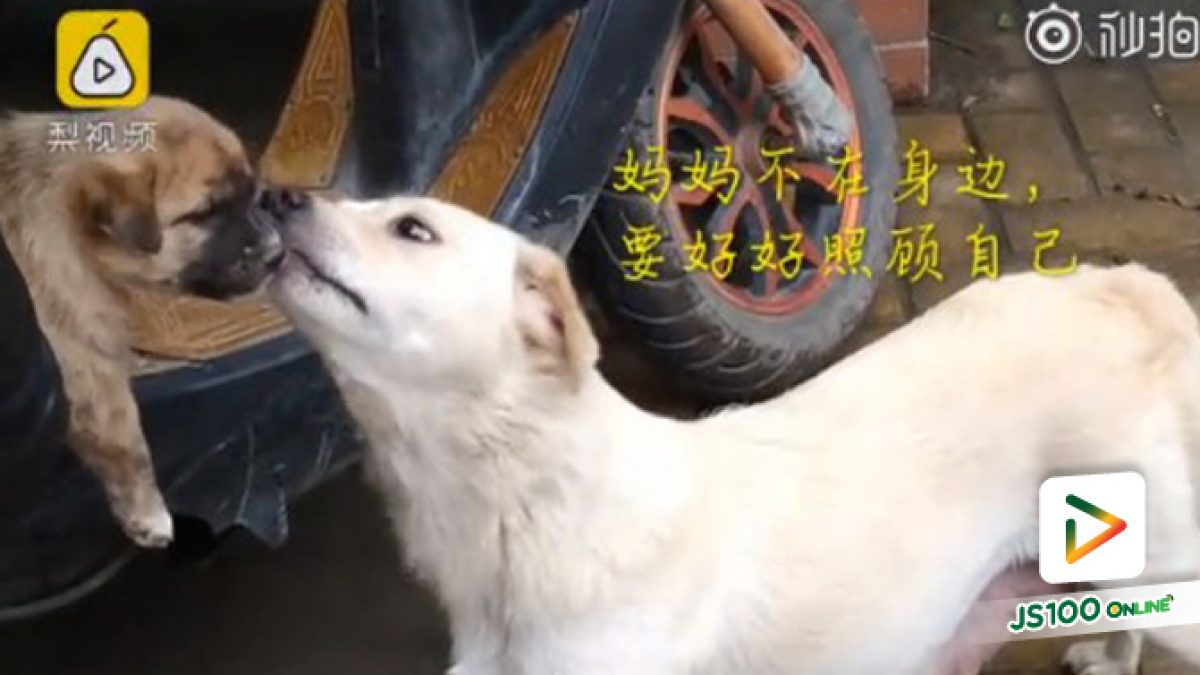 คลิปแม่หมาเศร้าเดินมาส่่งลูกไปอยู่บ้านใหม่ ในประเทศจีน (25-09-61)
