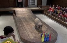 ชาวเกาหลีใต้นิยมเที่ยวพิพิธภัณฑ์หมูต้อนรับปีกุน