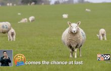 เปิดตัว “Baa Baa Land” หนังเพื่อคนนอนไม่หลับ