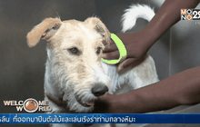 โรงแรมหรูเพื่อเจ้าตูบในแอฟริกาใต้