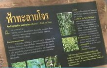 ผลทดลอง “ฟ้าทะลายโจร” ยับยั้ง-ฆ่าเชื้อโควิด-19 ได้