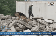 ญี่ปุ่นฝึกสุนัขสำหรับเหตุแผ่นดินไหว