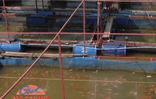 ปลากระชังลอยตายหลังแม่น้ำปิงลดระดับ