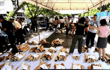 สหรัฐชมเชยไทยทำลายงาช้างผิดกฎหมาย