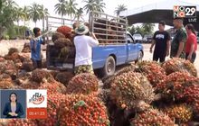 เกษตรกรกระบี่เตรียมเผาผลปาล์มจี้รัฐแก้ราคาตกต่ำ