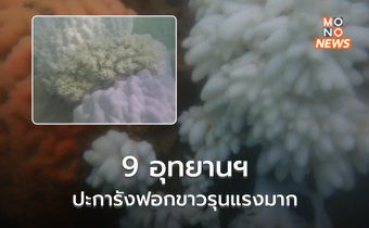 กรมอุทยานฯ ระบุ 9 อุทยานฯ มีปะการังฟอกขาวรุนแรงมาก กว่า 50 จุด