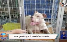 WDT ดูแลพิทบลู 6 ตัวจนกว่าเจ้าของจะพร้อม