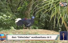ฮือฮา “ไก่ฟ้าหน้าเขียว” พบครั้งแรกในรอบ 50 ปี