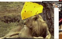 พบสิงโตแอฟริกาหลุดเพ่นพ่านในสหรัฐฯ