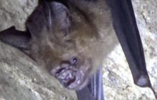 ฮือฮา พบแหล่งอาศัยค้างคาวหน้ายักษ์ กว่า 400 ตัว