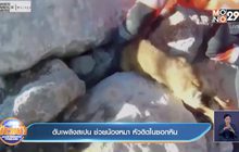 ดับเพลิงสเปน ช่วยน้องหมา หัวติดในซอกหิน