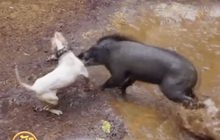 ประเพณีสู้สุนัข-หมูป่า ในอินโดนีเซีย