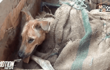 จับขบวนการค้าสุนัขส่งประเทศเพื่อนบ้าน