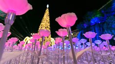 ดอกกุหลาบ LED กว่า 10,000 ดอก อวดสีสัน 7 เฉดสี หน้าห้างเดอะมอลล์ โคราช
