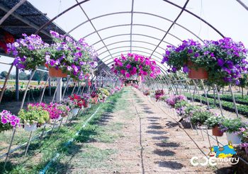 งานต้นกล้าเกษตรแฟร์ ครั้งที่ 4 จ.สระบุรี ชมทุ่งดอกไม้ ชิมเมล่อนหวานปลอดสารพิษ