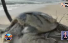 ซากเต่าตนุยักษ์ลอยติดหาดบางดี จ.นครศรีธรรมราช