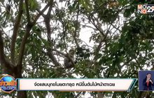 จ๋อแสบบุกขโมยตะกรุด หนีขึ้นต้นไม้หน้าตาเฉย