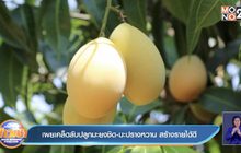 เผยเคล็ดลับปลูกมะยงชิด-มะปรางหวาน สร้างรายได้ดี