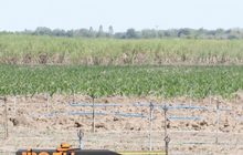 เกษตรกรจี้รัฐหาสารทดแทนให้ทันก่อนแบนอีก 6 เดือน