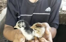 ทุกชีวิตมีค่า! งัดฝาท่อน้ำช่วยลูกเจี๊ยบ