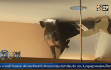 หมู่ป่าโผล่กลางห้างในฮ่องกง