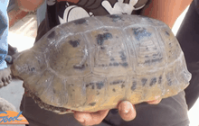 ฮือฮา พบเต่าทองคำ ลวดลายคล้ายพระสมเด็จ 9 ชั้น