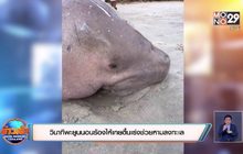 วินาทีพะยูนนอนร้องไห้เกยตื้นเร่งช่วยหามลงทะเล