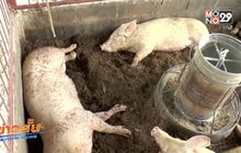 วอนอย่าตื่นตระหนกข่าวหมูติดเชื้อพิษสุนัขบ้า