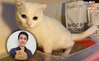 นักวิจัยหนุ่มทาสแมว ทำ “ทรายแมว” จากมันสำปะหลัง ปลอดภัย-ไร้ฝุ่น เร่งต่อยอดทรายแมวบอกโรค