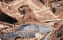 สัญญาณแห่งการฟื้นฟูที่สวนสัตว์ทบิลิซี