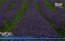 ฤดูเก็บเกี่ยวลาเวนเดอร์ในบัลแกเรีย