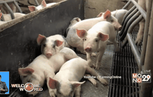 ปลูกอวัยวะมนุษย์ในร่างกายหมู