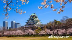 ชมดอกซากุระบาน กับ 3 เมืองเด่นที่ไม่ควรพลาด ในญี่ปุ่น