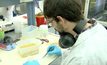 แป้งจากหนอนแมลงหวี่