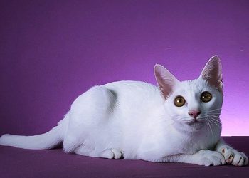 ลักษณะแมวมงคล 17 ชนิด ตามตำราแมวในสมุดข่อยโบราณ