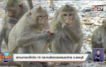 สถานการณ์โควิด-19 ส่งผลให้ลิงขาดแคลนอาหาร จ.ลพบุรี