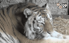 สวนสัตว์ในสหรัฐฯ ให้ปลาแช่แข็งหมีขาว