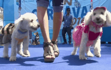 เทศกาลคาร์นิวัลสุนัขในเปรู