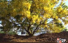 ดอกราชพฤกษ์บานสะพรั่งทั่วเมืองเชียงใหม่
