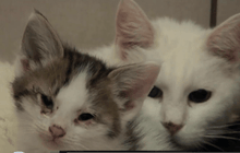 ป้องกันแมวเผือกพื้นเมืองตุรกีสูญพันธุ์