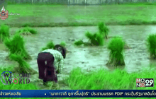 เมียนมาร์ทวงตำแหน่ง “ชามข้าวแห่งเอเชีย”