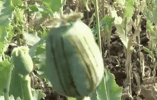 ตัดทำลายไร่ฝิ่น จ.น่าน