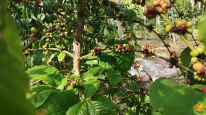 คิดต่าง!! เกษตรกรชาวสวนยาง ใช้ร่องสวนปลูกกาแฟคุณภาพจากต้นสู่แก้ว